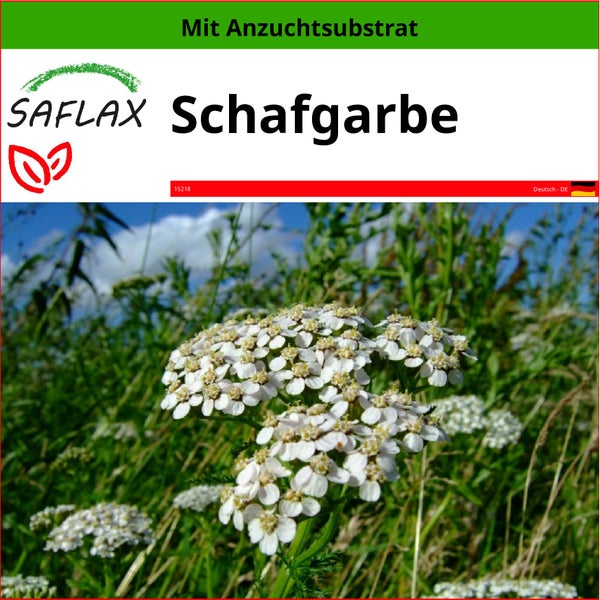 SAFLAX  - Schafgarbe - Achillea millefolium - 200 Samen - Mit keimfreiem Anzuchtsubstrat