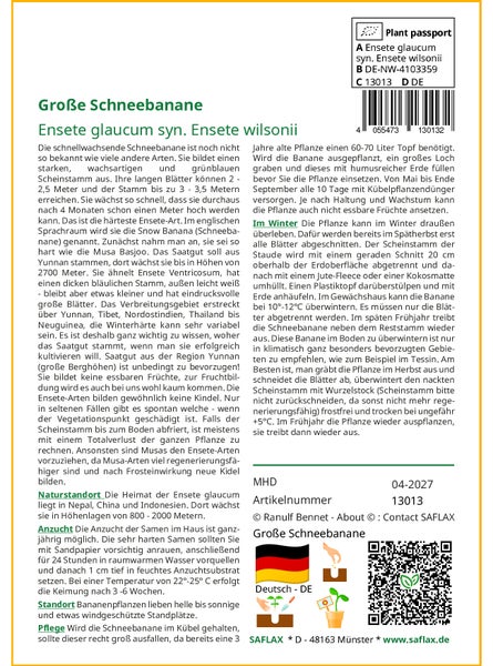 SAFLAX Garden to go - Große Schneebanane - Ensete glaucum syn. Ensete wilsonii  - 10 Samen - Mit Topf, Klima - Deckel und Anzuchtsubstrat