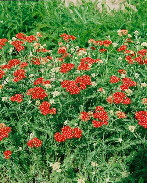 Achillea millefolium 'Paprika', Schafgarbe, rot, ca. 9x9 cm Topf