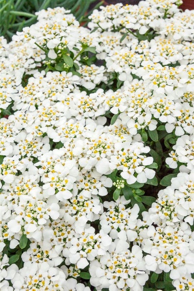 Iberis sempervirens 'Masterpiece', Schleifenblume, weiß, ca. 9x9 cm Topf