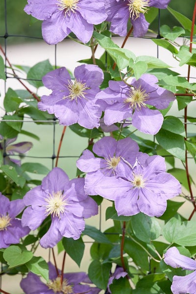 Clematis Hybride 'Mrs.Cholmondeley', großblumig, lavendelblau, 40–60 cm