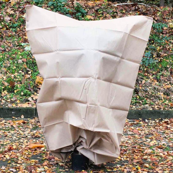 Pflanze mit Winterschutzvlies im Garten.