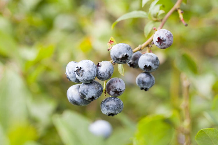 Eine Ansammlung reifer Blaubeeren an einem Strauch mit grünen Blättern im Hintergrund.