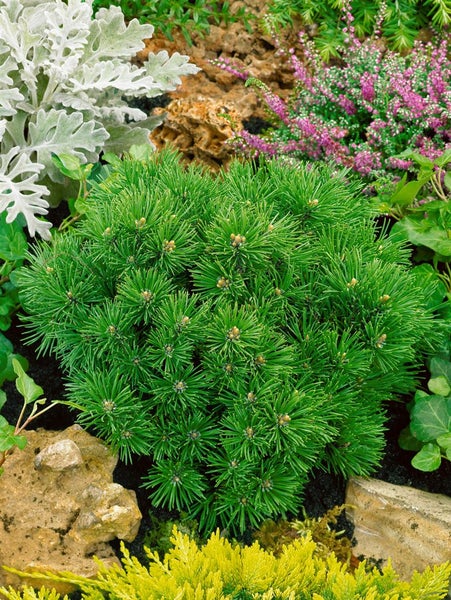 Pinus mugo 'Mini Mops', Bergkiefer, kompakt, 25–30 cm