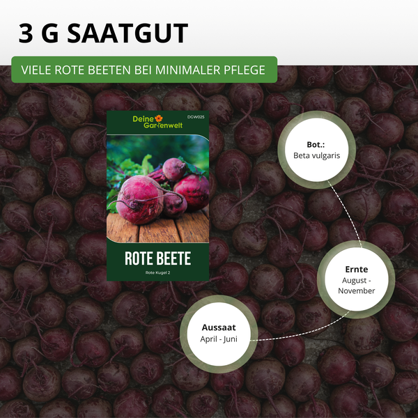 Deine Gartenwelt Rote Beete Rote Kugel 2 Saatgut, 3 Gramm. Botanischer Name Beta vulgaris. Aussaat April bis Juni, Ernte August bis November.