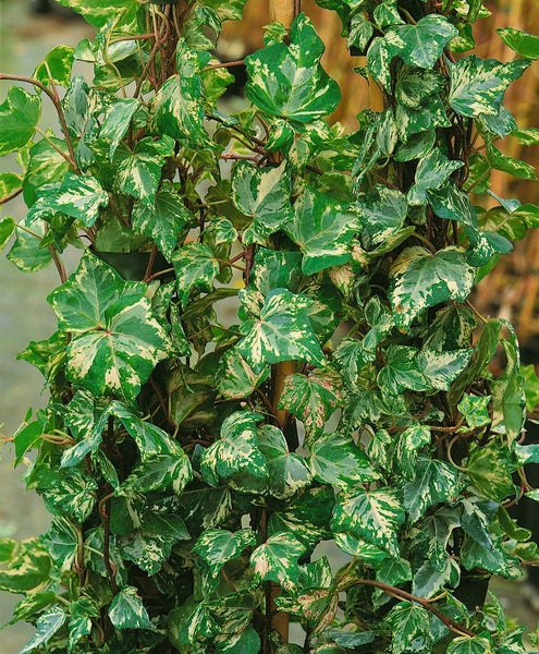 Hedera helix 'Kolibri', Efeu, buntlaubig, ca. 9x9 cm Topf