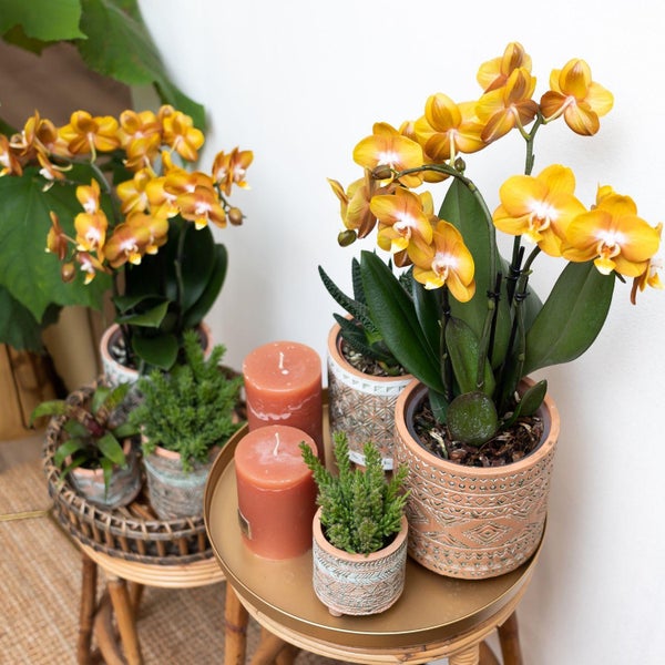 Gelbe Orchidee in einem Topf