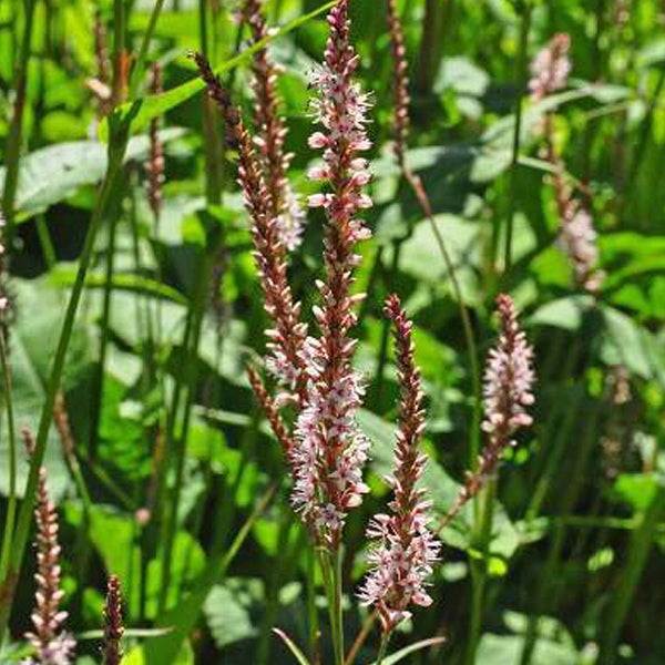 Blühende Persicaria amplexicaulis im Garten