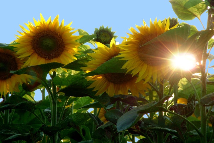 SAFLAX Geschenk Set - Sonnenblume Titan - Helianthus annuus  - 20 Samen - Mit Geschenkbox, Versandaufkleber, Geschenkkarte und Anzuchtsubstrat