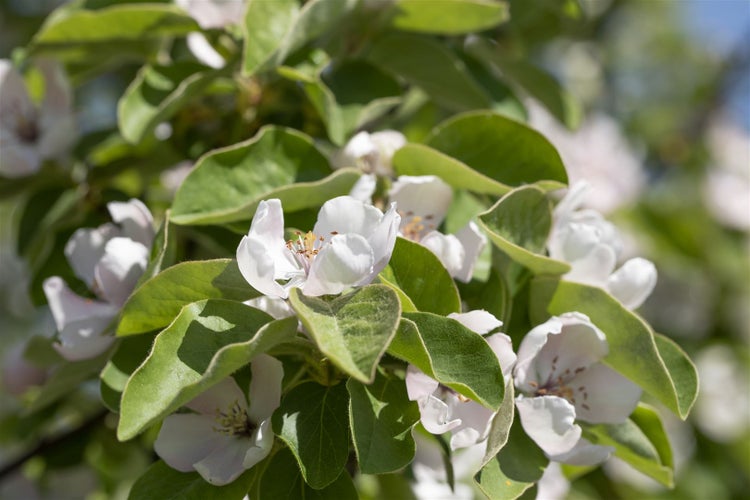 Blühender Quittenbaum mit weißen Blüten und grünen Blättern