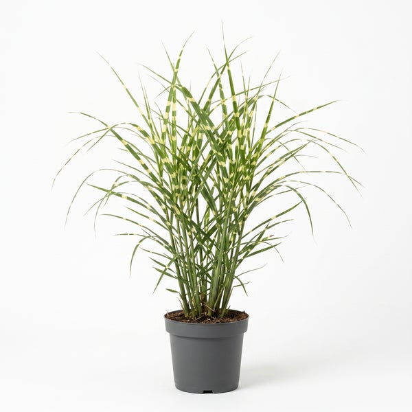 Zebragras Miscanthus sinensis Zebrinus in einem grauen Kunststofftopf.