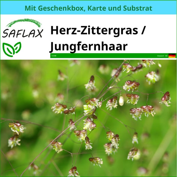 SAFLAX Geschenk Set - Herz-Zittergras / Jungfernhaar - Briza media - 75 Samen - Mit Geschenkbox, Versandaufkleber, Geschenkkarte und Anzuchtsubstrat