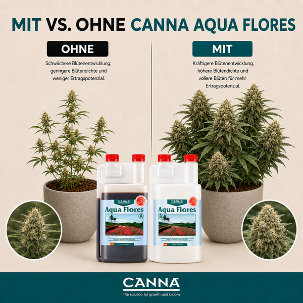 Vergleichsbild zur Anwendung von Canna Aqua Flores Pflanzendünger mit Gegenüberstellung der Blütenentwicklung an Cannabispflanzen.