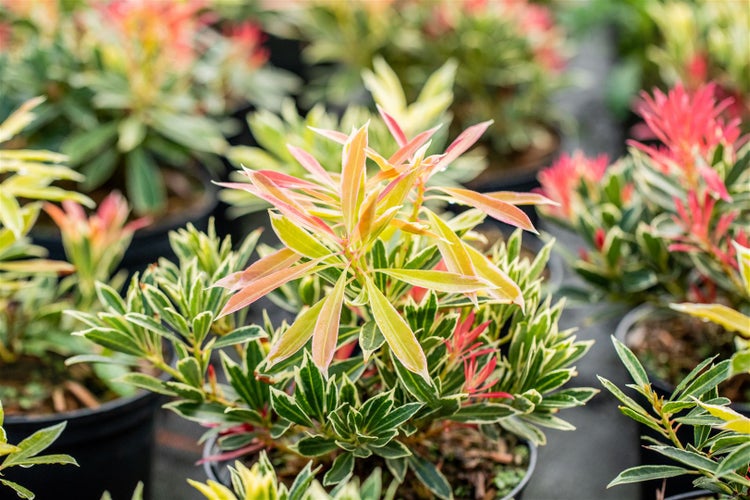 Pieris japonica 'Flaming Silver', Japanische Lavendelheide, 30–40 cm