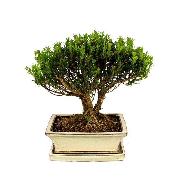 Bonsaï buis, Buxus herlandii, bol de 20cm, Buxbaum - Bonsaï Extérieur