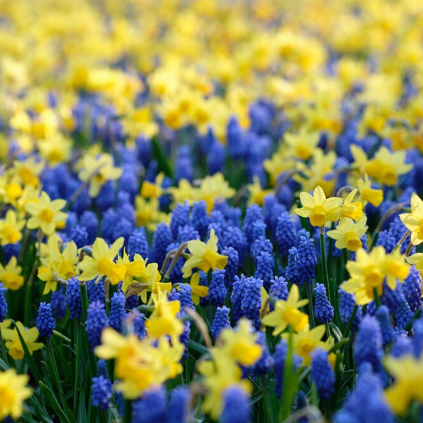 Bloomique - Mischung aus 50 - Wildblumen-Mischung - Mischung aus 4 Arten - Blumenzwiebeln - Frühlingsblüte - mehrjährige Pflanzen - wird bis zu 10 bis 25 cm groß