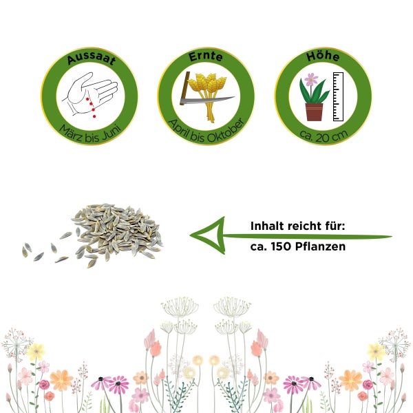 Mini-Romanasalat Xanadu Samen von Deine Gartenwelt