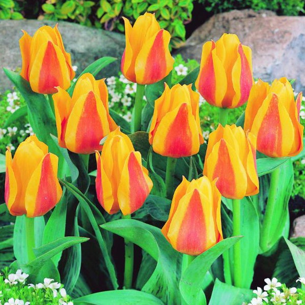 Gruppe gelb-rot gestreifter Tulpen im Gartenbeet