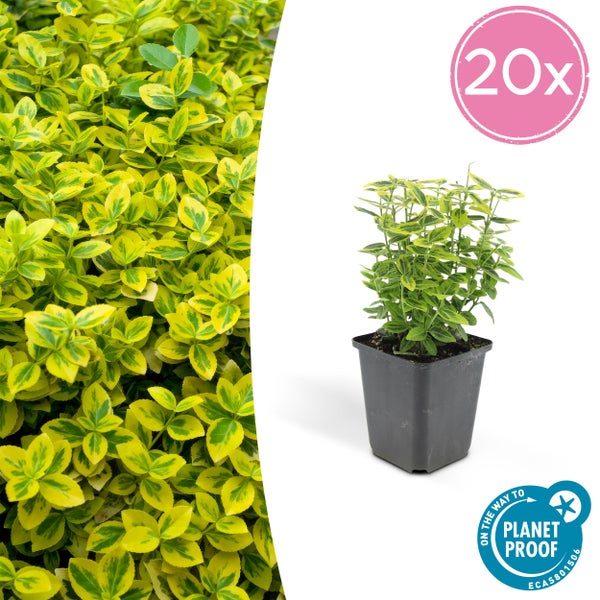 Bodendecker - Kriechspindel - Euonymus fortunei 'Emerald Gold' - 9cm Topf - Set mit 20 Pflanzen