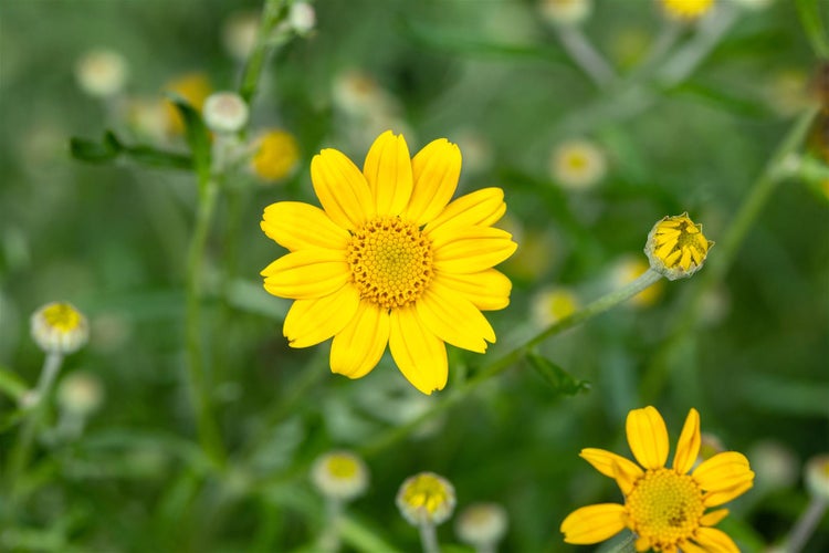 Nahaufnahme einer gelben Strahlengriffelblume im Garten