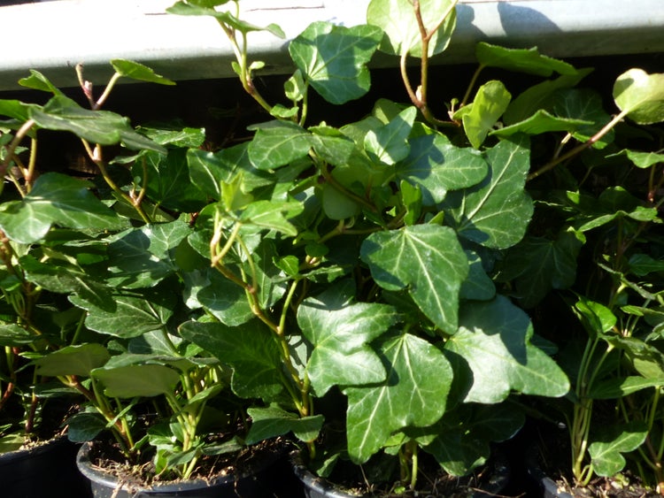 50 Stück Efeu Hedera helix 20 - 35 cm Heckenpflanze winterhart Kletterpflanze Hecke Sichtschutz blickdicht