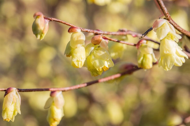 Nahaufnahme von gelben Blüten der japanischen Stinkstrauch-Pflanze an einem Zweig