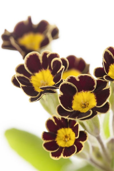 Primula elatior 'Gold Lace', Schlüsselblume, gelb-schwarz, ca. 9x9 cm Topf