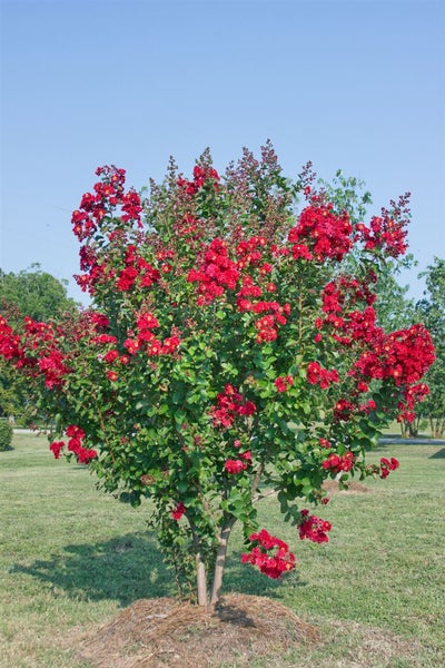 Lagerstroemia indica 'Dynamite', Kreppmyrte, leuchtend rot, 60–80 cm