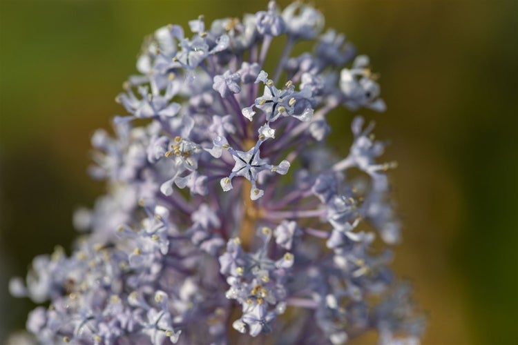 Ceanothus delilianus 'Gloire d.Versailles', Säckelblume, blau, 40–60 cm