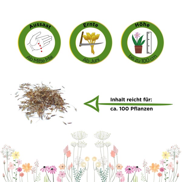 Zitronengras Samen von Deine Gartenwelt