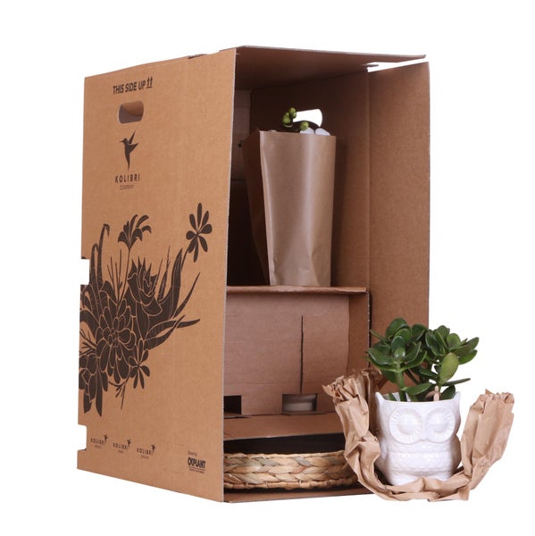 Kolibri Orchideen Geschenk zum Muttertag  Komplettes Pflanzenset Vintage weiß Grünpflanzen mit weißer Phalaenopsis Orchidee im Vintage weißen Ziertopf und Zubehör