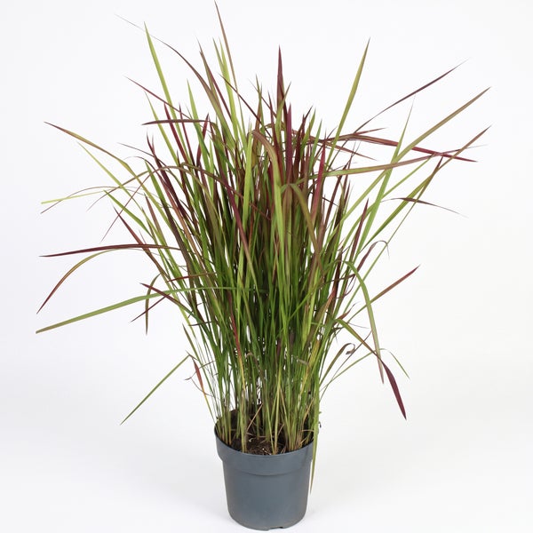Japanisches Blutgras Red Baron mit grün-roten Blättern im grauen Kunststofftopf.