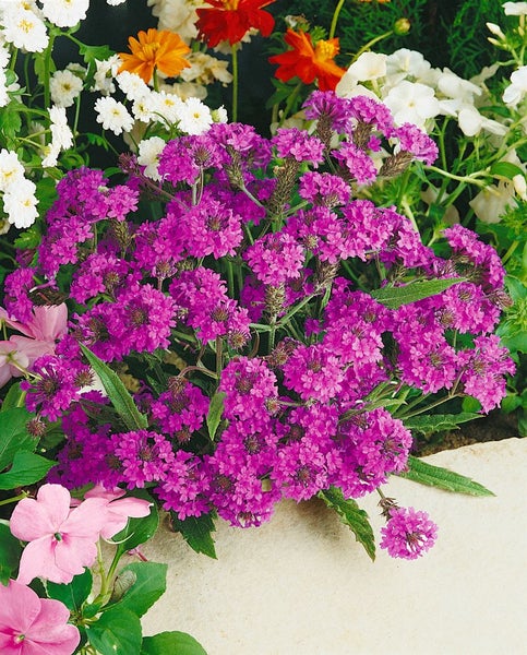 Verbena rigida, Vervain, violett, ca. 9x9 cm Topf