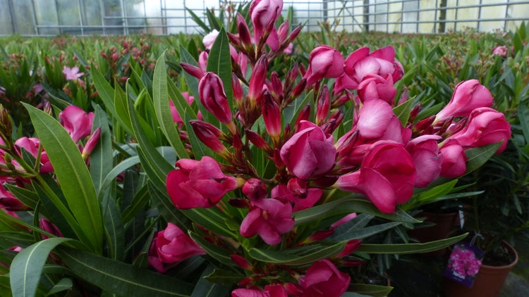 Oleander (Nerium oleander) mit dunkelrosa Blüten und Knospen sowie grünen, schmalen Blättern.