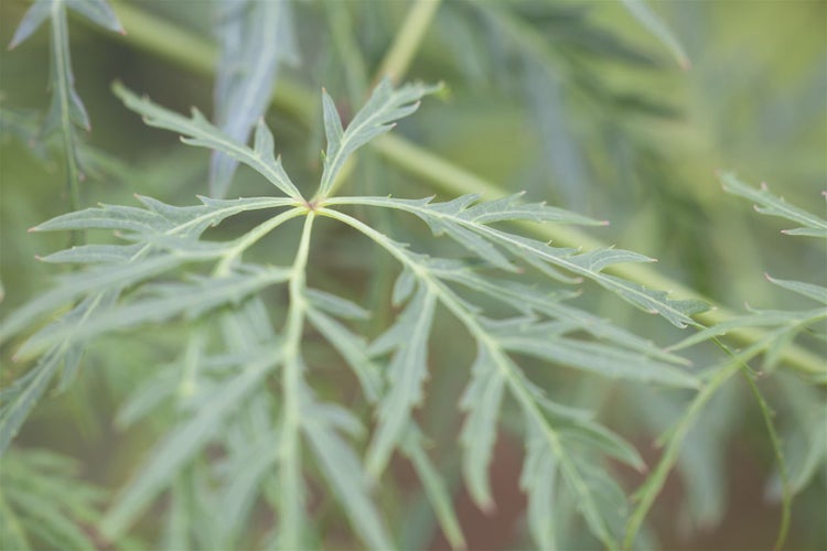 Acer palmatum 'Dissectum Viridis', Grüner Fächerahorn, 30–40 cm