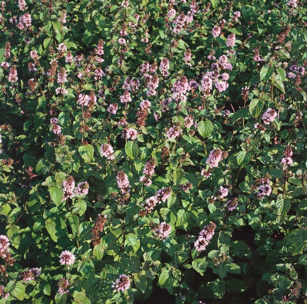 Nahaufnahme eines Pfefferminzpflanzenbeets mit grünen Blättern und zarten Blütenständen