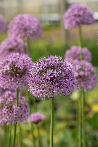 Allium aflatunense 'Gladiator', Zierlauch, violett, ca. 11x11 cm Topf