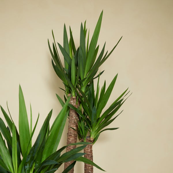 Bloomique - 2er Set - Yucca Elephantipes - Yucca Palme - Palmlilie - Zimmerpflanzen - Pflegeleicht - Luftreinigend - Höhe 60-70 cm - Topf 17 cm