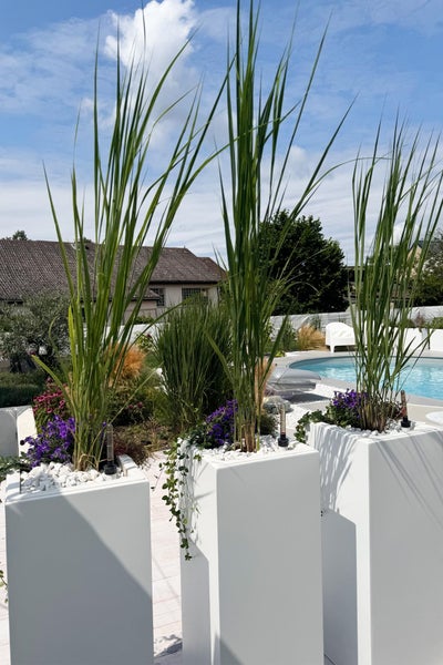 Drei hohe quadratische weiße Pflanzkübel in einem modernen Garten mit Pool, bepflanzt mit hohen Gräsern und lila Blumen auf weißen Zierkieseln.
