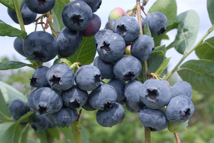 Vaccinium corymbosum 'Sierra', Heidelbeere, 25–30 cm, ertragreich