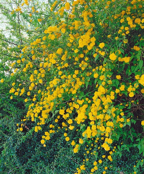 Kerria japonica, Japanische Kerrie, gelb, 80–100 cm