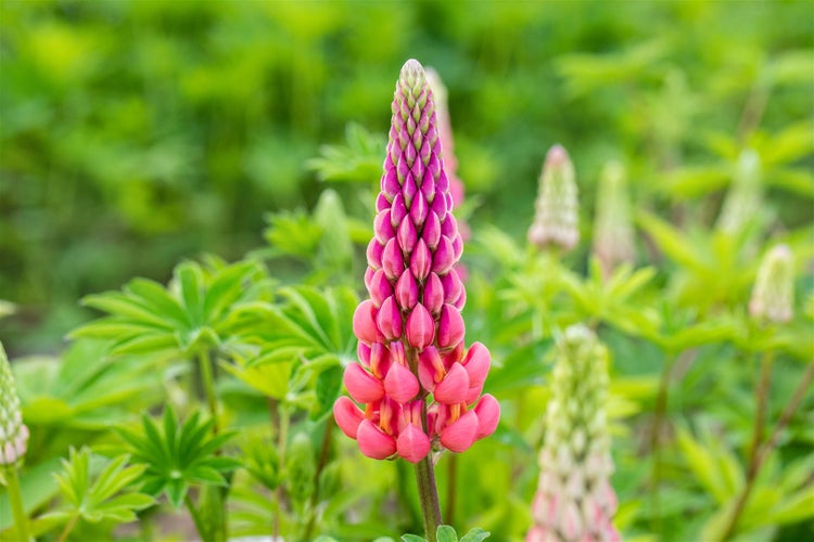 Lupinus polyphyllus 'Schlossfrau', Lupine, rosa, ca. 11x11 cm Topf
