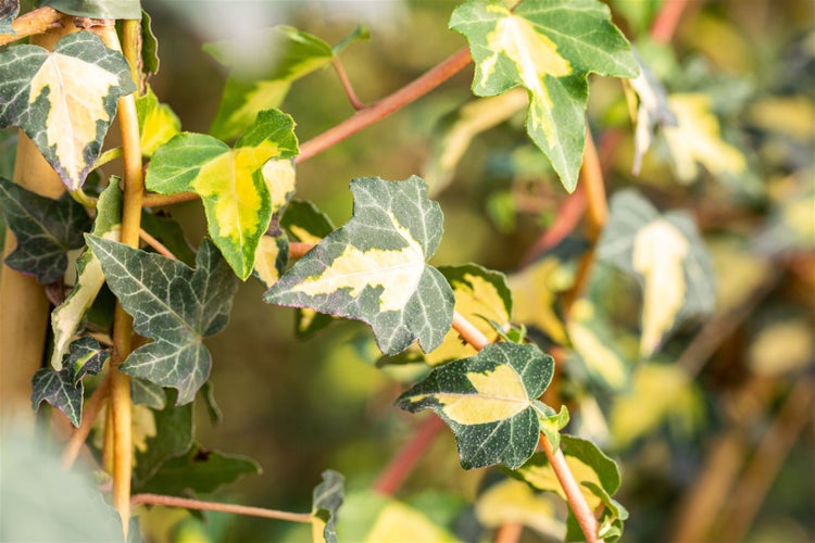 Hedera helix 'Goldheart', Efeu, gelb-grün, 100–150 cm