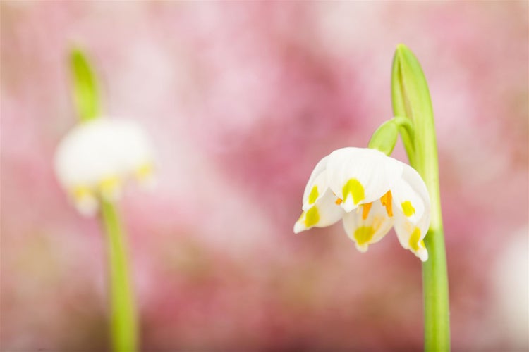 Leucojum vernum, Märzenbecher, weiß, ca. 9x9 cm Topf