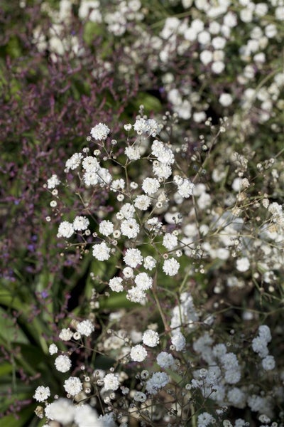 Gypsophila paniculata 'Bristol Fairy', Schleierkraut, weiß, ca. 11x11 cm Topf