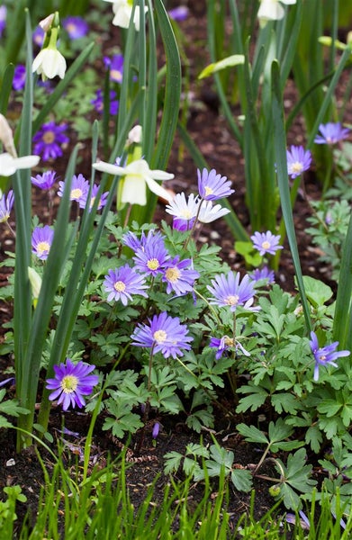 Anemone blanda 'Blue Shades', Balkan-Windröschen, blau, ca. 9x9 cm Topf