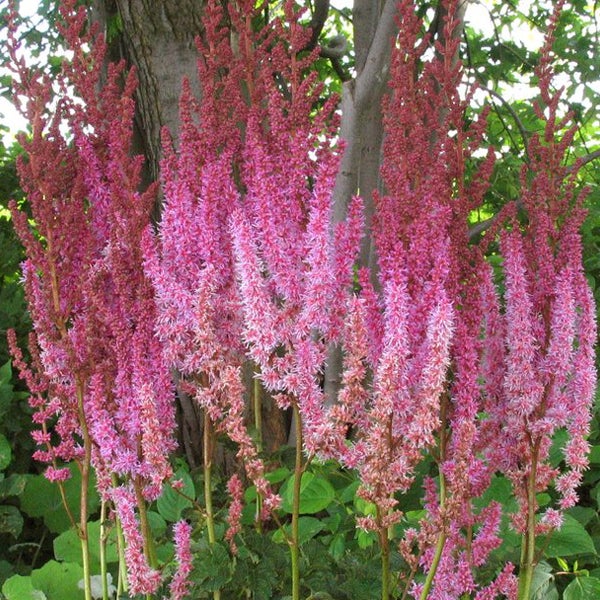 Astilbe Pflanze im Garten