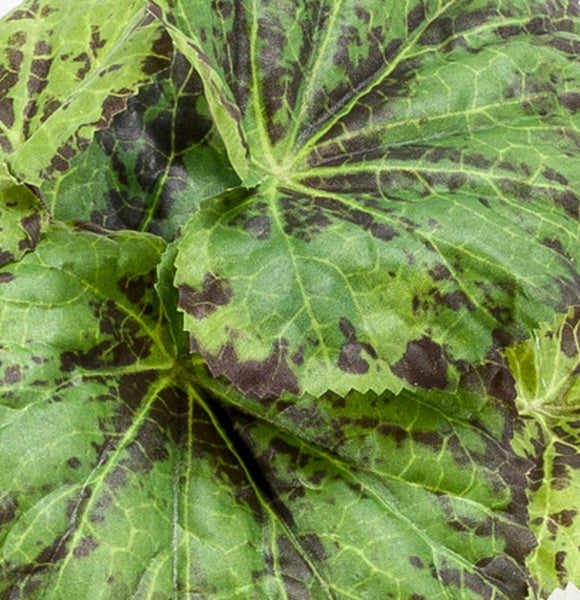 Aloe Vera Pflanze mit spitzen grünen Blättern und kleinen Stacheln an den Rändern.