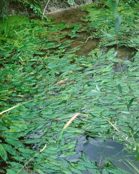 Teichpflanzen im Gartenteich