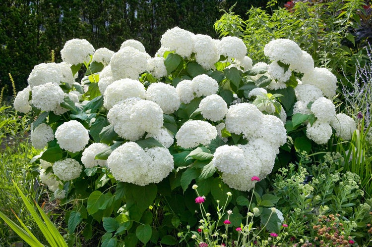 Hydrangea arborescens 'Grandiflora', Schneeballhortensie, weiß, 60–100 cm